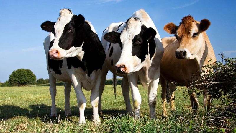 9 Innovative Technologies In Modern Animal Farming